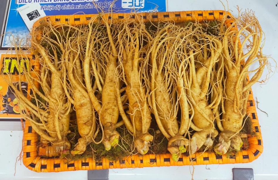 Sâm củ tươi 7 củ/ kg